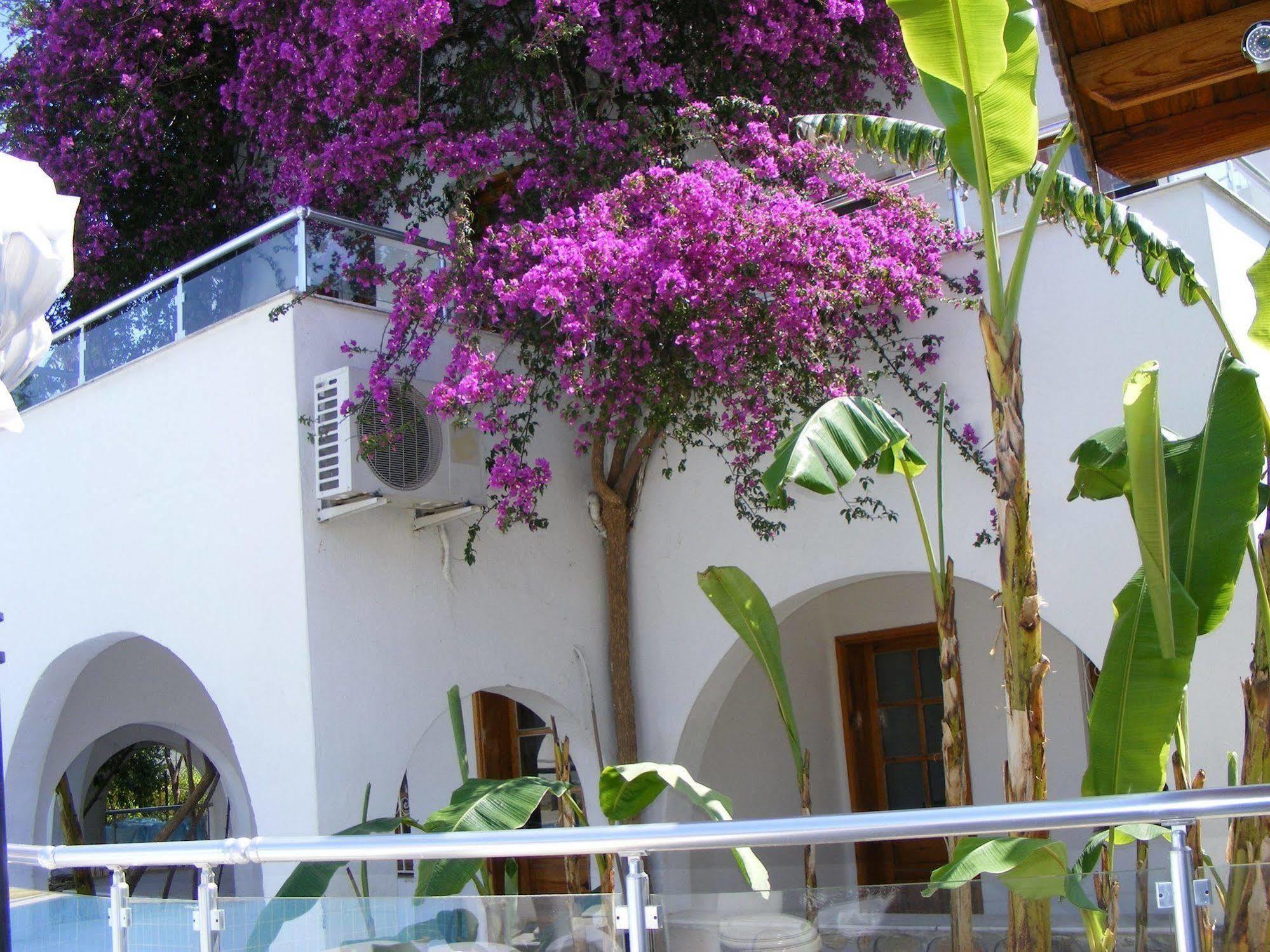 Filis Bodrum