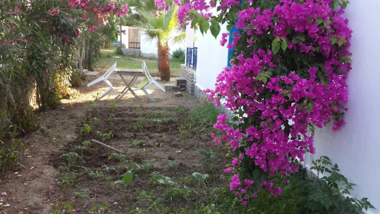Alfa Bodrum