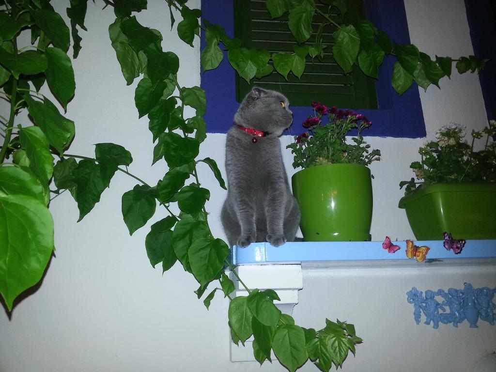 Cemil Ipekci Bodrum