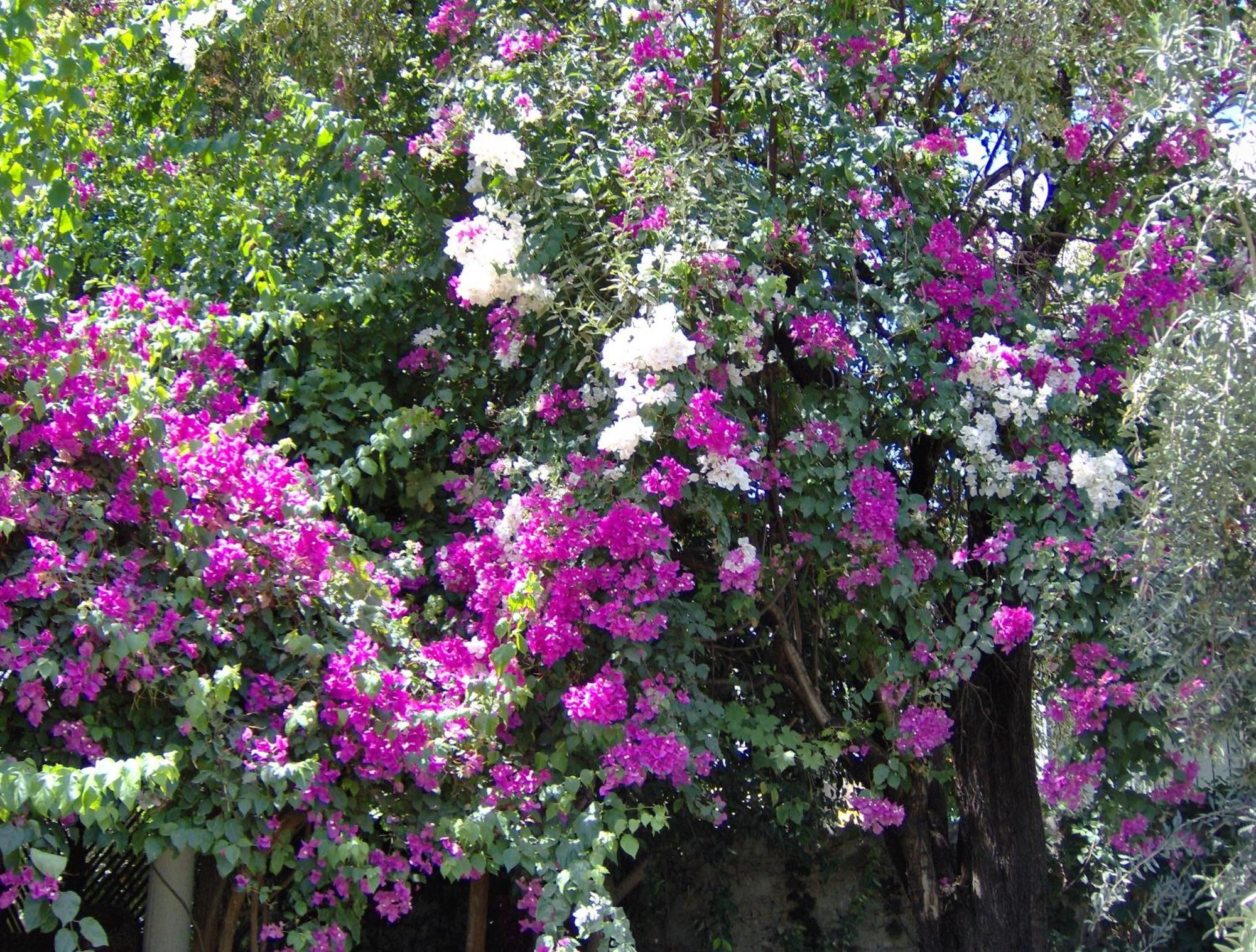Hotel Gulec Bodrum