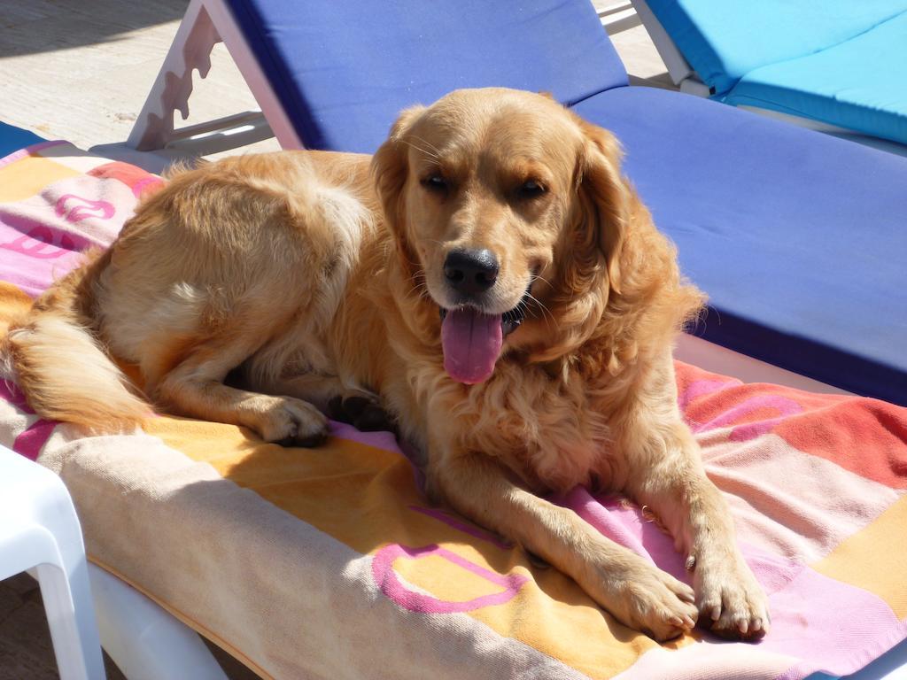 Apart Otel Merve Apartments, Your From In Bodrum, Street Cats Frequent The Property, Not Have Balconies , Ground Floor Have Terrace With Table And Chairs 2*