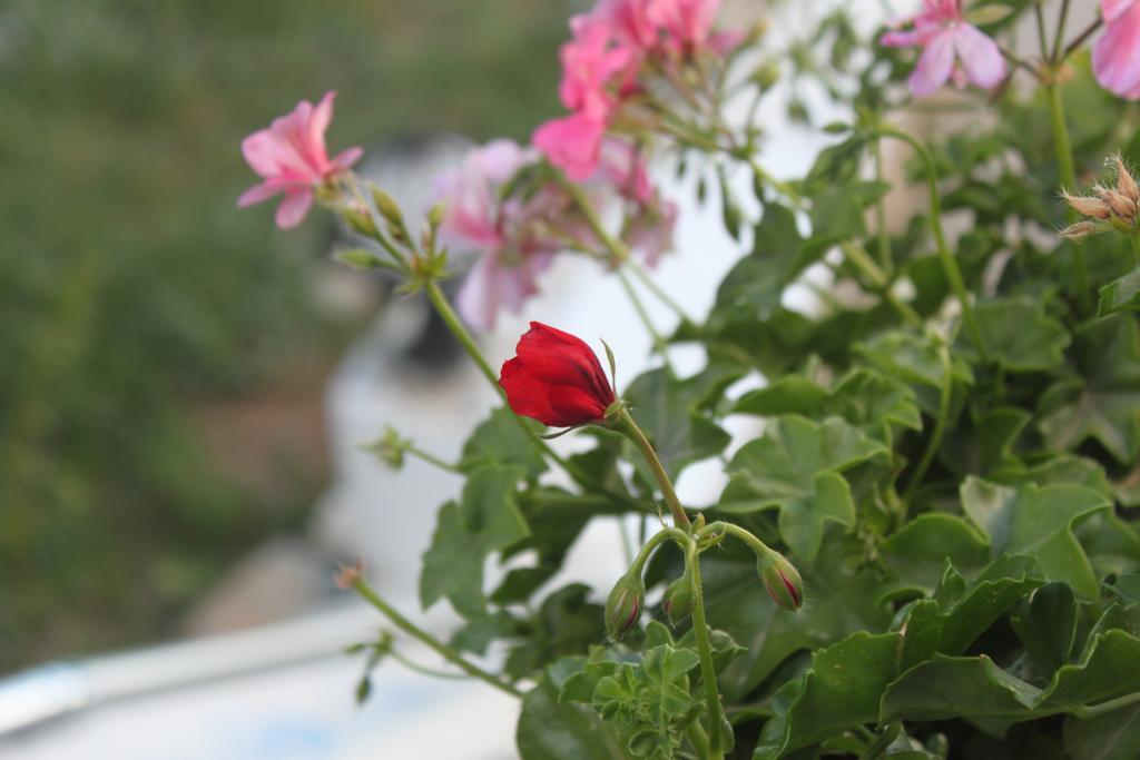Hotel Bumerang Bodrum