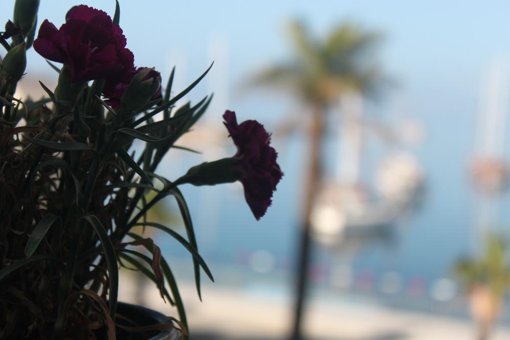Bumerang 2* Bodrum