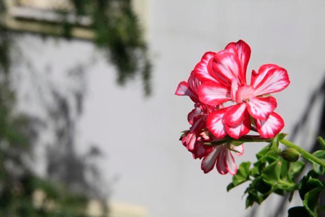 Emelce Aparthotel Bodrum