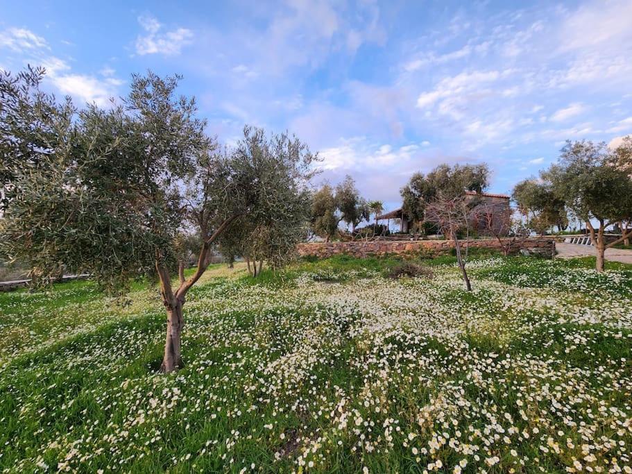 Eleia - Olive Garden & Stone House Apartamento Bodrum